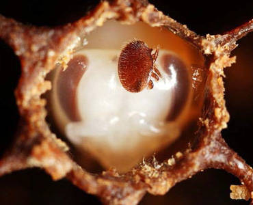 La varroa