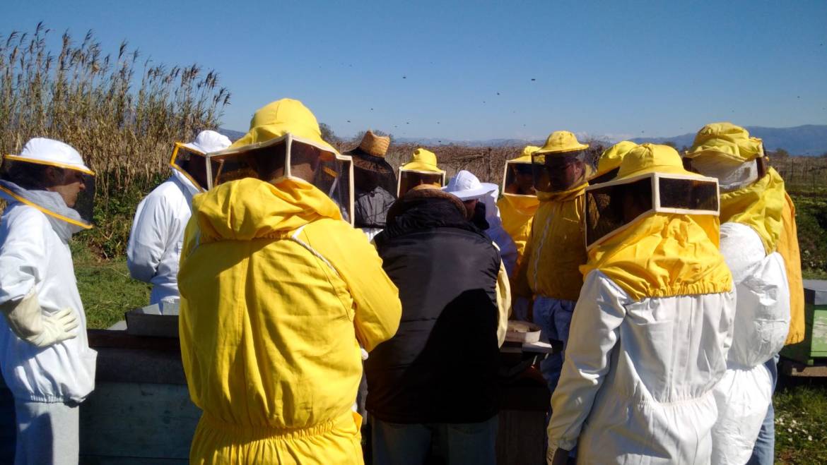 Incontri di apicoltura 2017