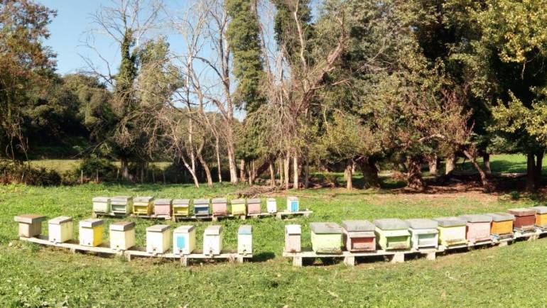 Come impostare un ‘apiario