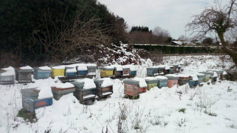 Apiario Innevato