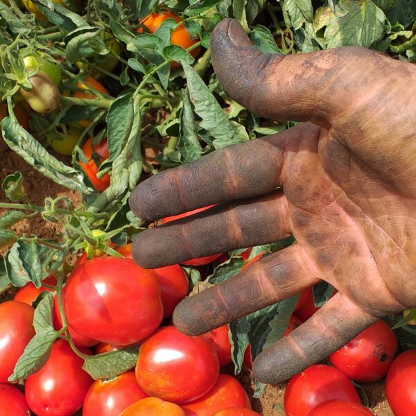 Passata di Pomodoro - immagine 2