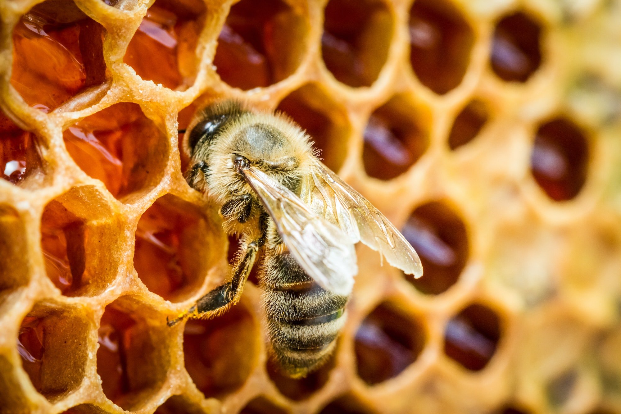 Bees in a beehive on honeycomb