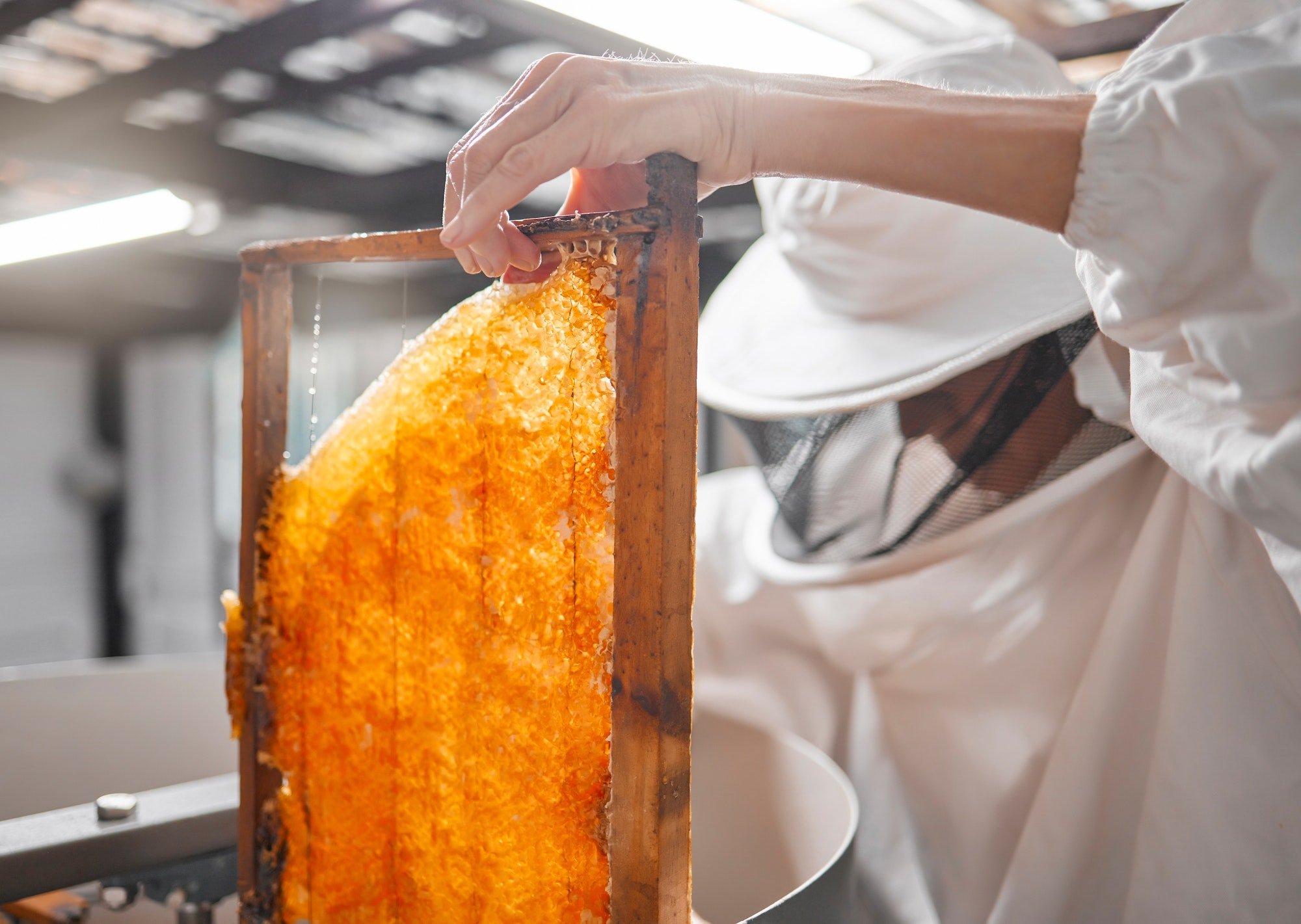 Honey, frame and beekeeper with woman in factory for production, natural or organic. Honeycomb, ind