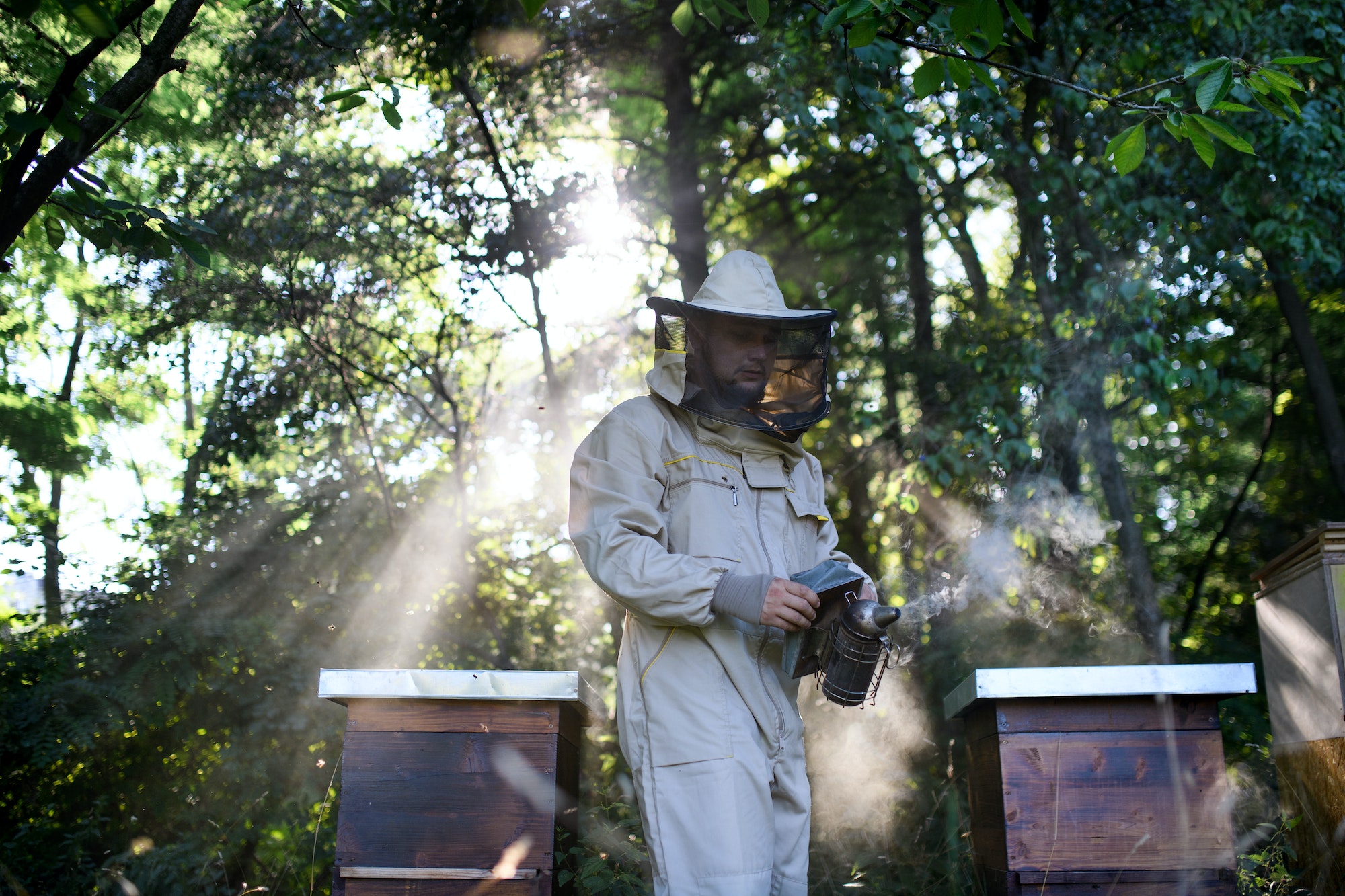 Portrait of man beekeeper working in apiary, using bee smoker